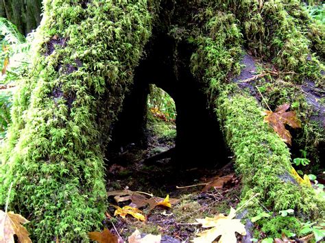 The Enchanted Path: Following the Footsteps of the Leprechaun Trail